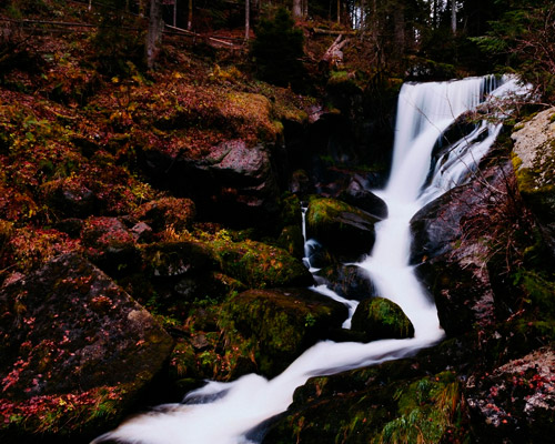 Dr. Sebi Electric Food Cards