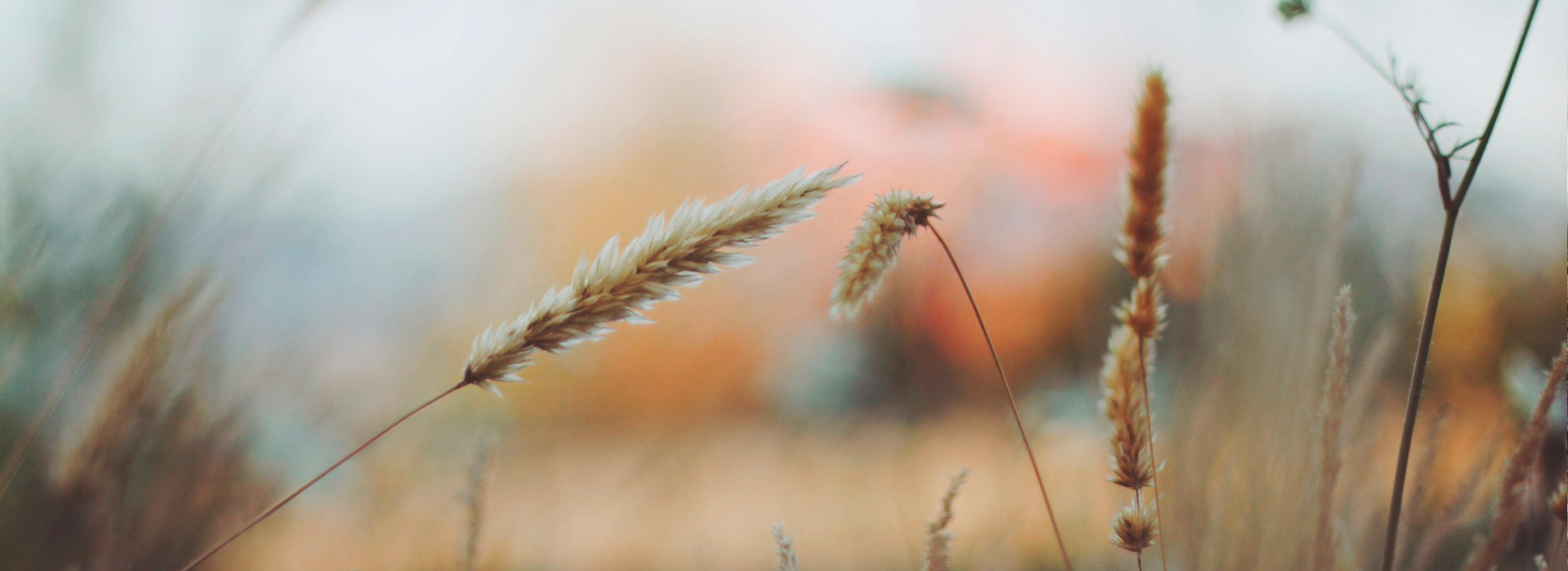 Complete Food Sovereignty