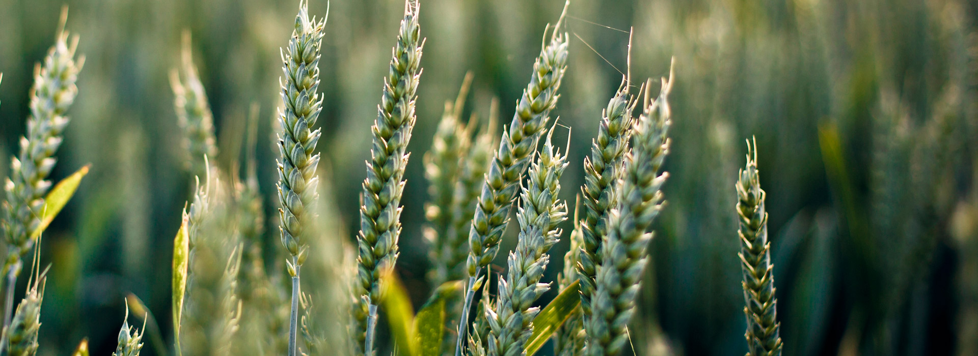 Start Your Growing Journey